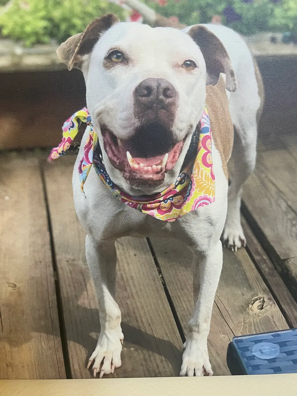 A smiling dog wearing a floral bandana