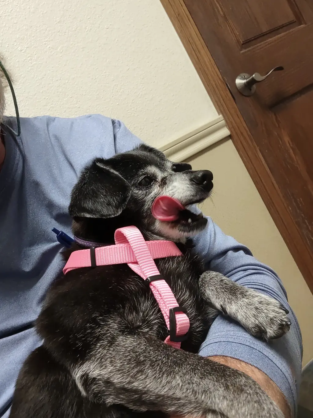 The Senior Pet Years: What Actually Changes, and What to Watch For